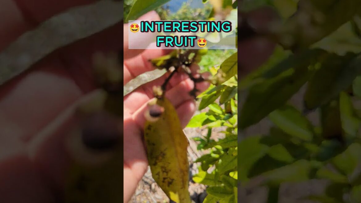 🍑Interesting fruit - small and kind of transparent #tropicalgarden #tropicalfruit
