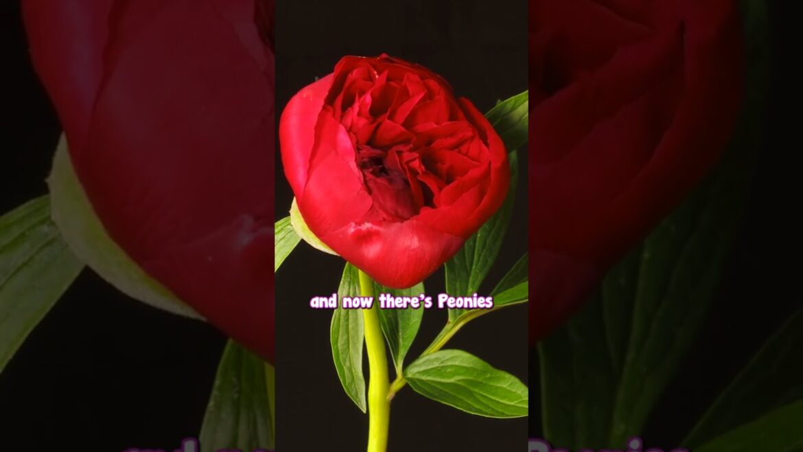 There’s a Brand New Peony on The Market, Join Our Live for All the Details!