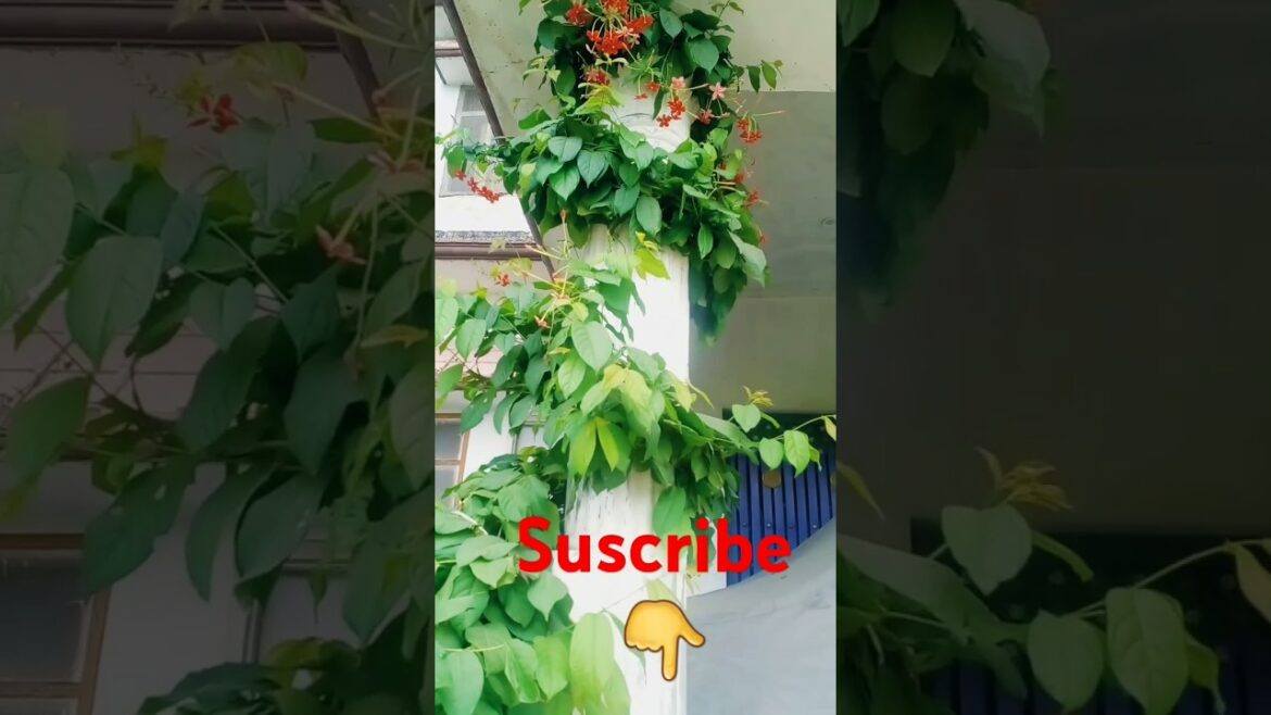 🤩flowers 🖕#birds #animals #nature #birdsounds #fruit #pauldinning @princeRajpoot-jtr#fruit