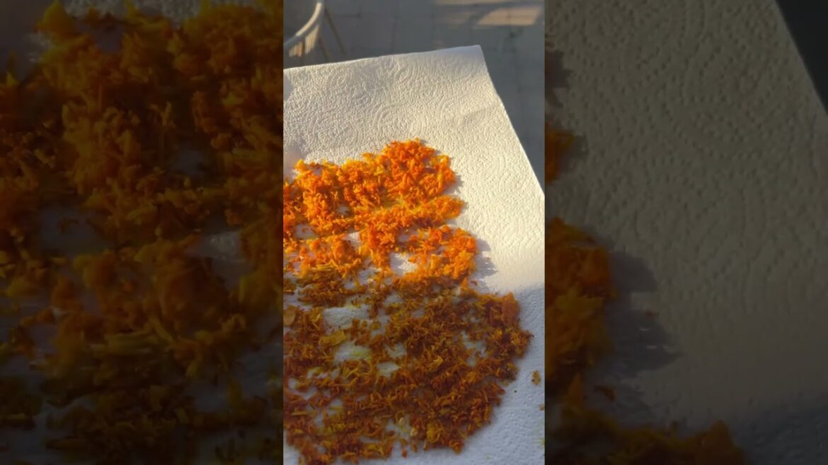 Weekly Garden update: Ginger, Tomatoes, Green Beans & More! 🌿 Plus, Mystery Gourd & Fall Planting Weekly Garden update: Ginger, Tomatoes, Green Beans & More! 🌿 Plus, Mystery Gourd & Fall Planting