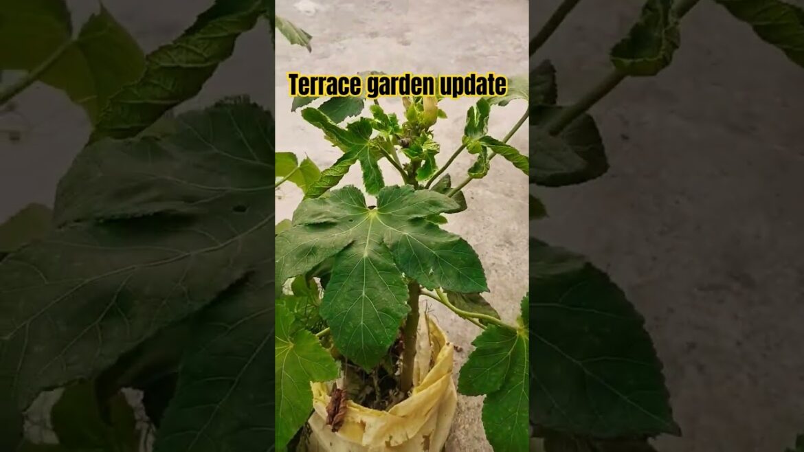 Terrace Garden update 🏡#naturegarden #gardendesign #trending #shorts #viral #gardening