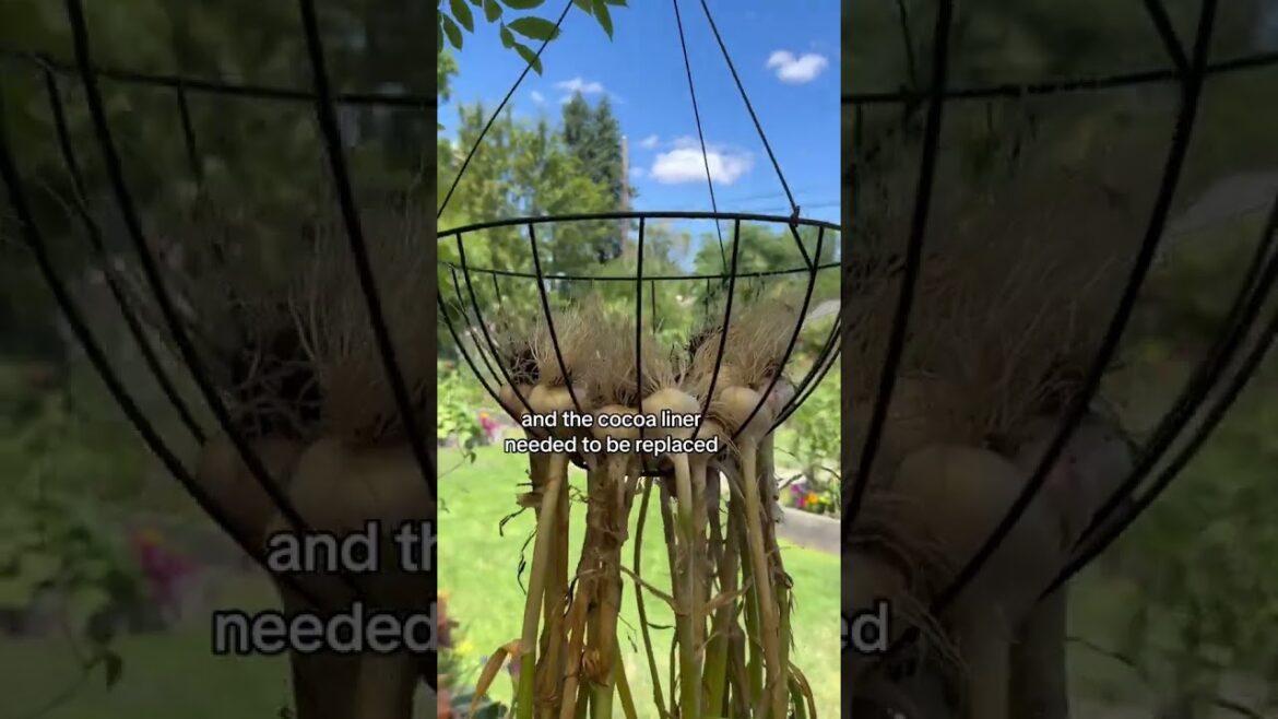 Genius Moments in Gardening: Creative Hacks and Tips for Every Gardener #gardentherapy #gardening Genius Moments in Gardening: Creative Hacks and Tips for Every Gardener #gardentherapy #gardening