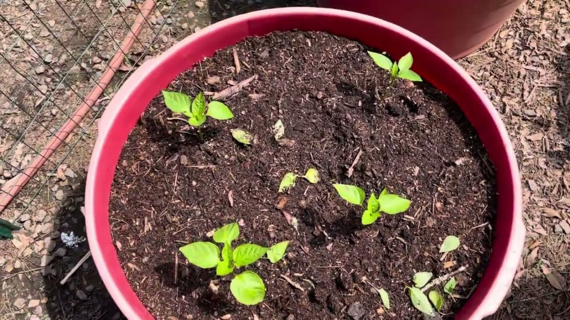 State of the Garden: the container garden