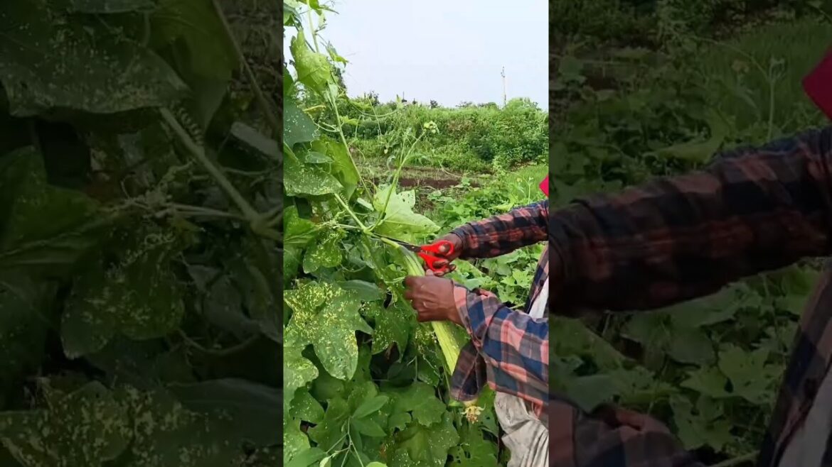 Sponge ground Harvesting #farming #villagelife#gardening