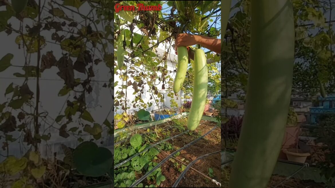 Rooftop Vegetable Harvest| Green Thumb | #gardening #sunday