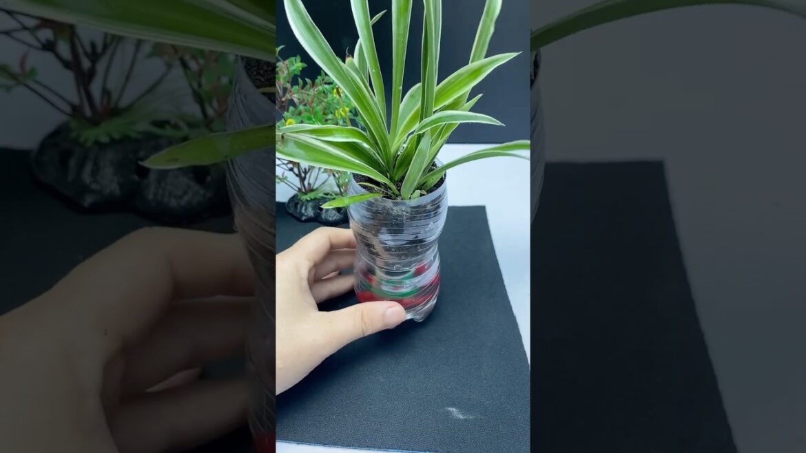 Every gardener should know this #diy #shorts #diygarden #bottle Every gardener should know this #diy #shorts #diygarden #bottle