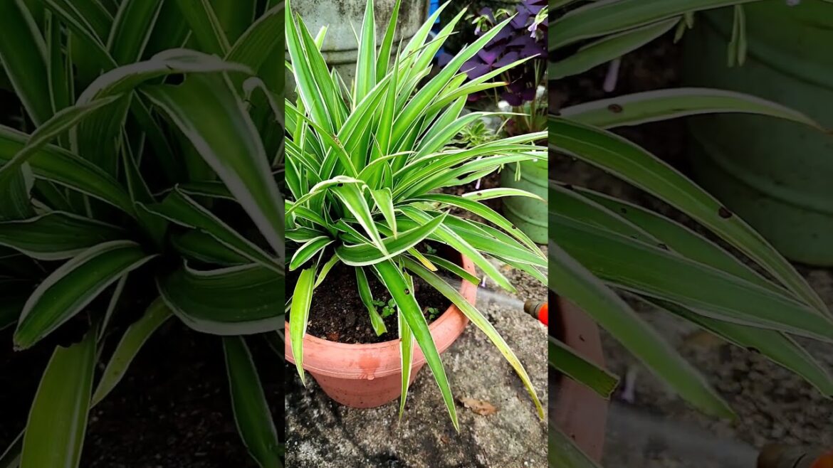 Tips For The Spider Plant | How To Grow Spider Plant #garden #shorts #shortsvideo #spiderplant Tips For The Spider Plant | How To Grow Spider Plant #garden #shorts #shortsvideo #spiderplant