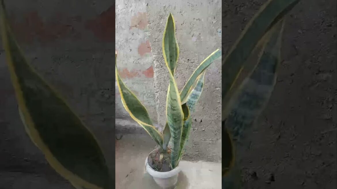Snake plant benefits | oxygen supply night#gardening #gardenplant #garden