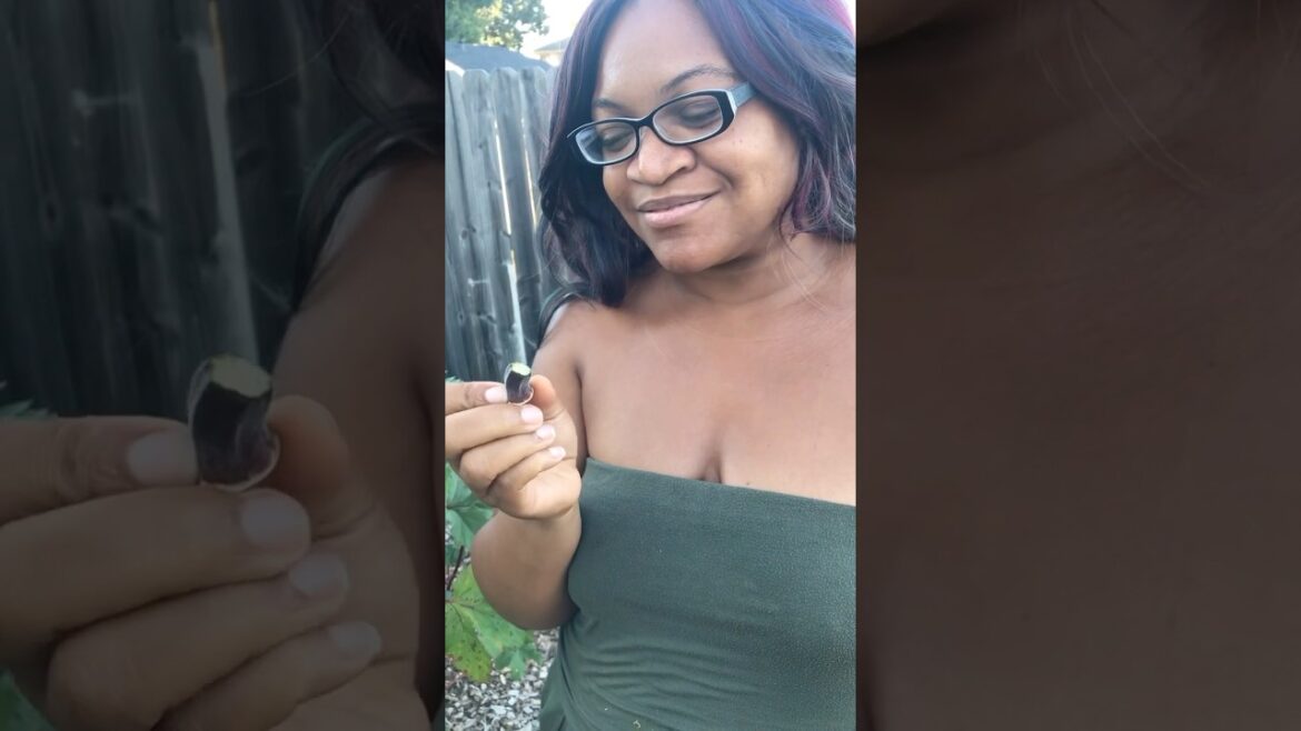 How To Enjoy Your Edible Garden Landscape #ediblegardening #landscape #coupleshorts