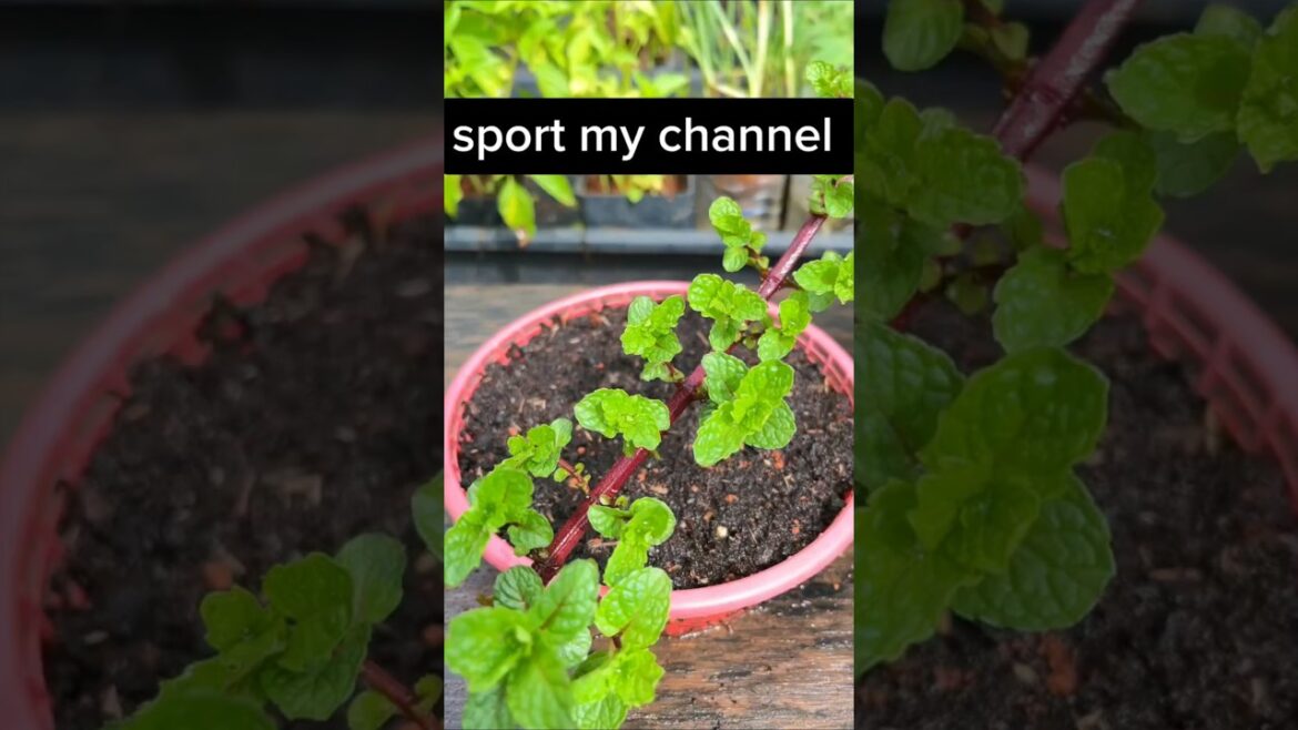 House gardening tips #mints #podina #cool #garden #gardening #home #foryou #shortsvideo #agrivologs
