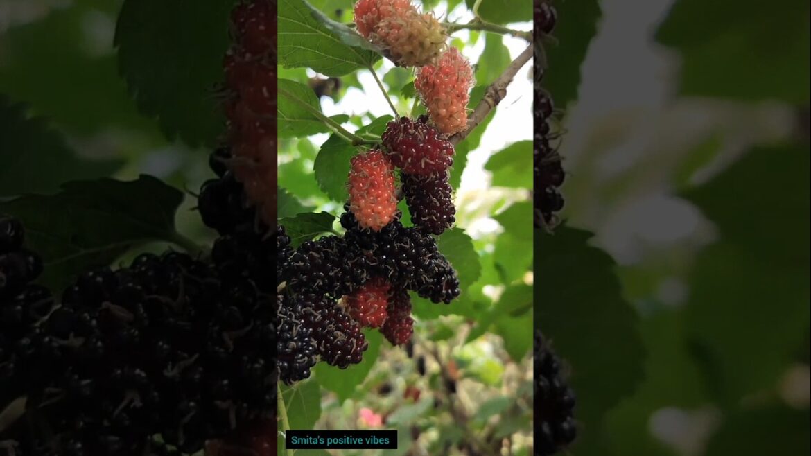 #amazing #fruit #garden #shorts #short #shortvideo #smita