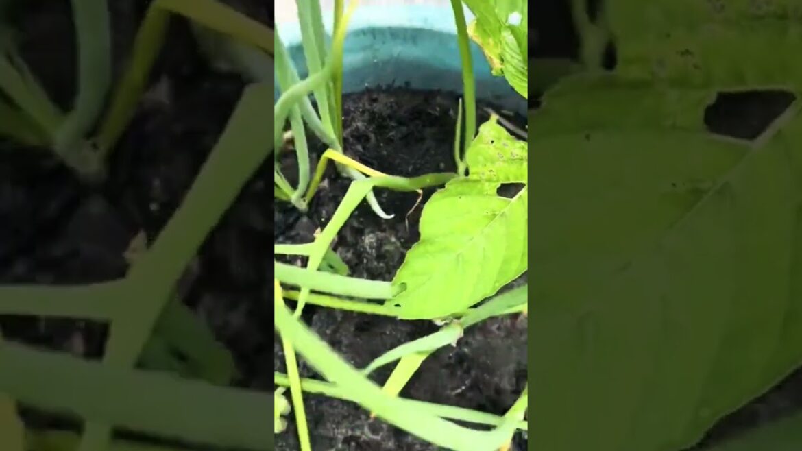Comparing potted plants with ones  directly in the ground gardening #containergardening