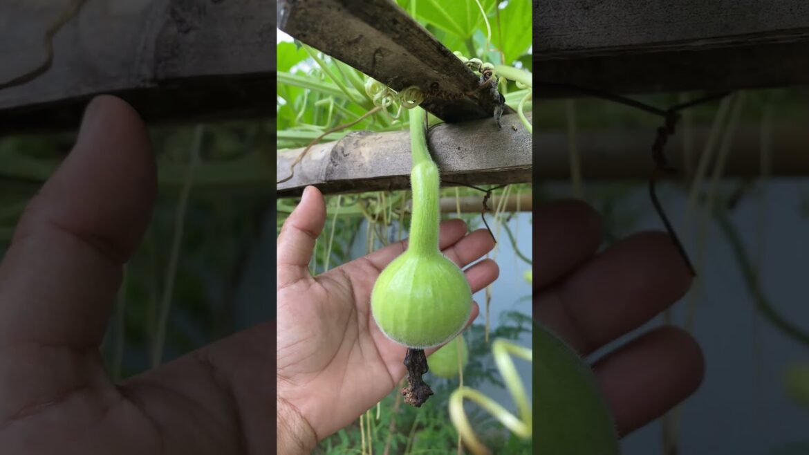 Daily life gardener by meimei / tips for growing/ enjoy with organic vegetable #shorts #gardening