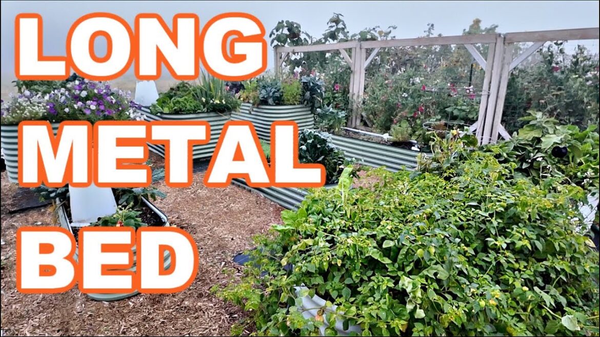 THE LONGEST METAL RAISED GARDEN BED FALL REVIEW (Anleolife) THE LONGEST METAL RAISED GARDEN BED FALL REVIEW (Anleolife)