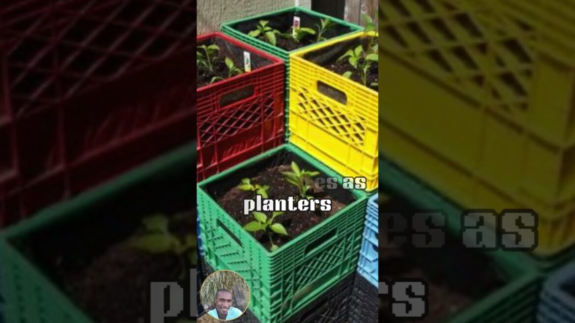 TURN ANYTHING INTO A VEGGIE POT#TUNYUHHANMEKFASHION"