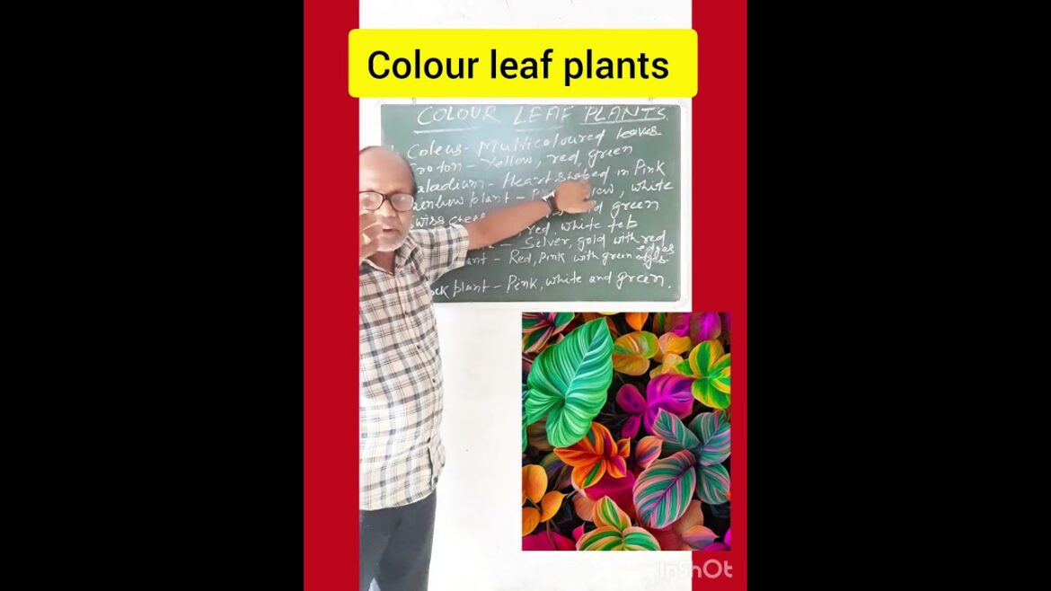 Colour leaf plants#फुलवारी#garden design and ideas#colourful gardening#indoor plant#Lal'sstudy yard