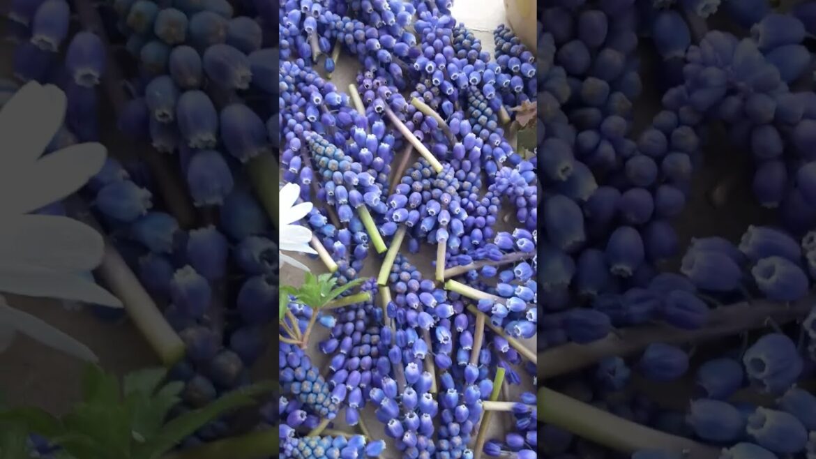 Spring Foraging Finds for Edible Flowers and Plant Medicine 🌸