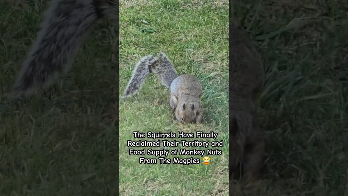 The Squirrels Reclaimed The Garden and Monkey Nut Supply From The Magpies