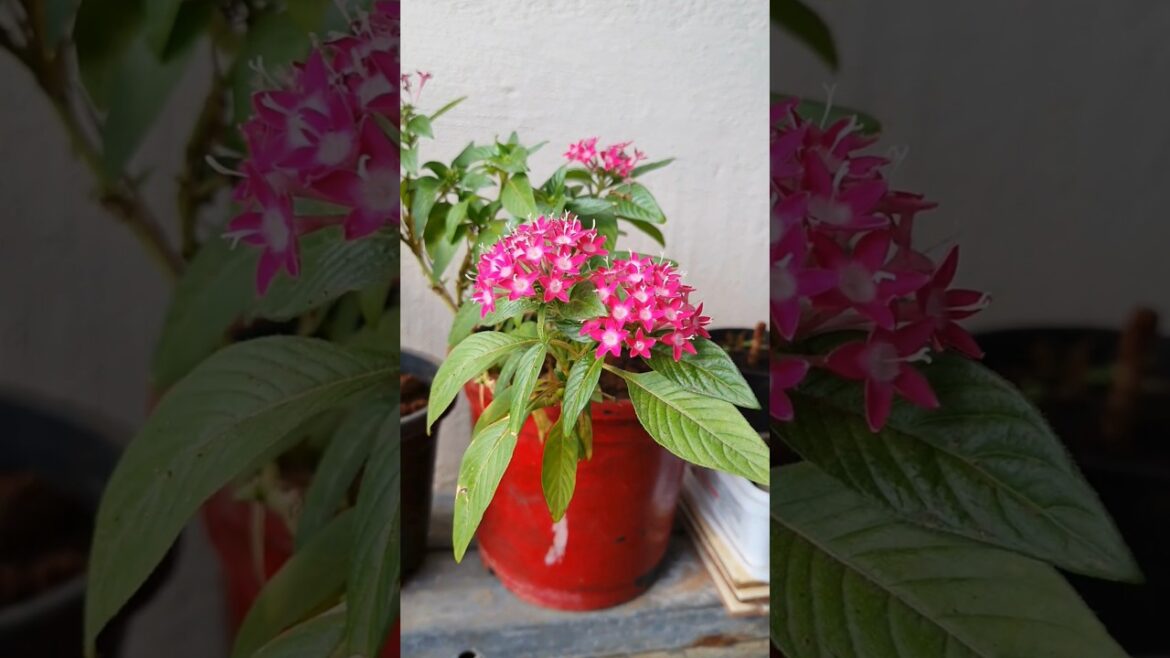 Mini garden | Garden plants | garden at home |  #gardening #flowertypes| #shorts |#trendingvideo