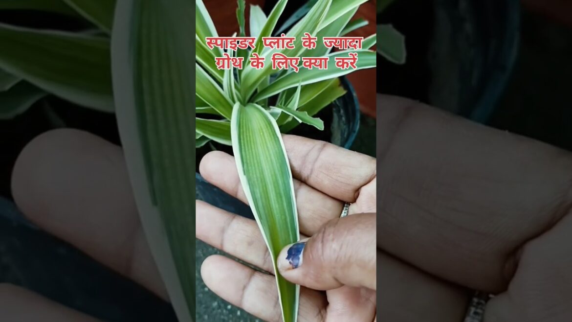 spider plant ke jyada growth ke liye kya karenge /spider plant /#shorts #viralvideo