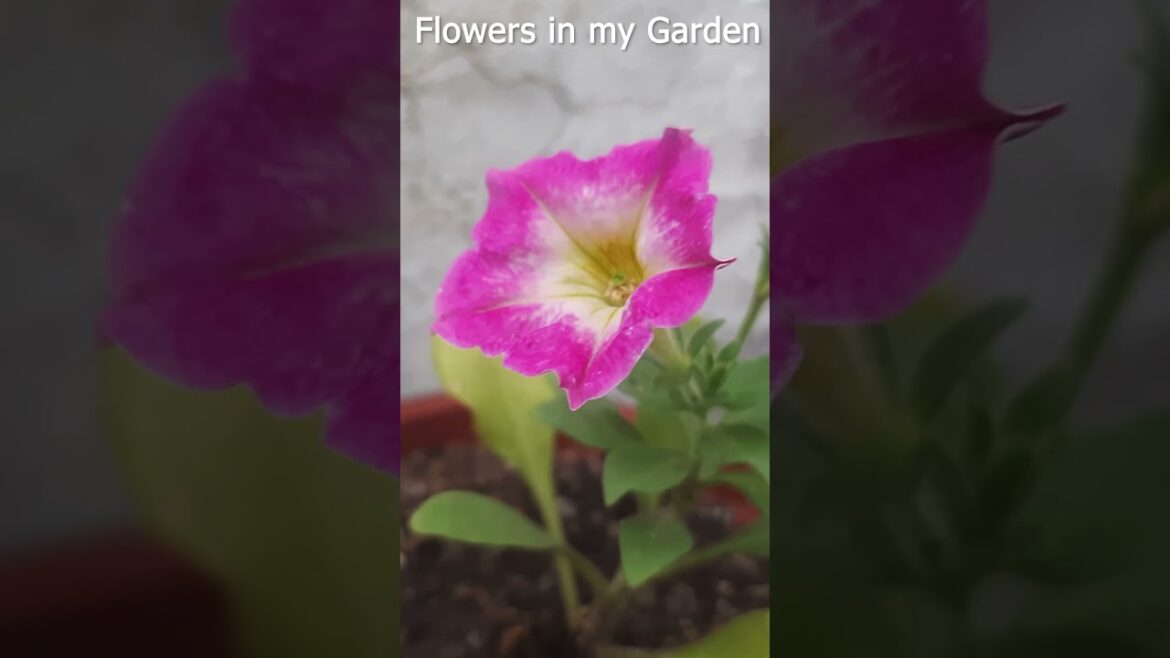 Beautiful Flowers in my Garden #garden #gardening #beautiful #flowers #nature