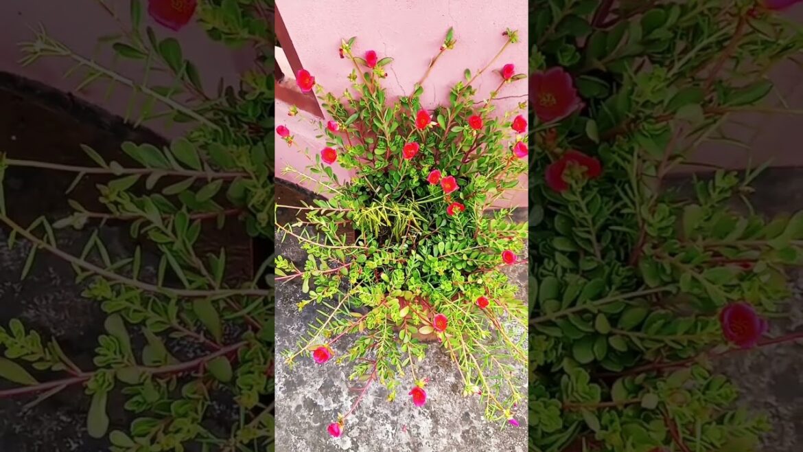 Beautiful flowers #jiyagarden #flowers #garden #gardening #shorts