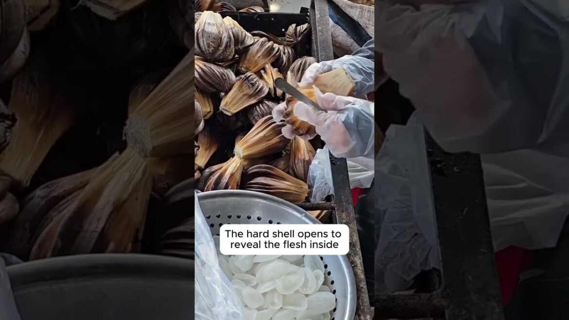 Water coconut tree | Link in Description ...  #garden #gardeningtips #gardening