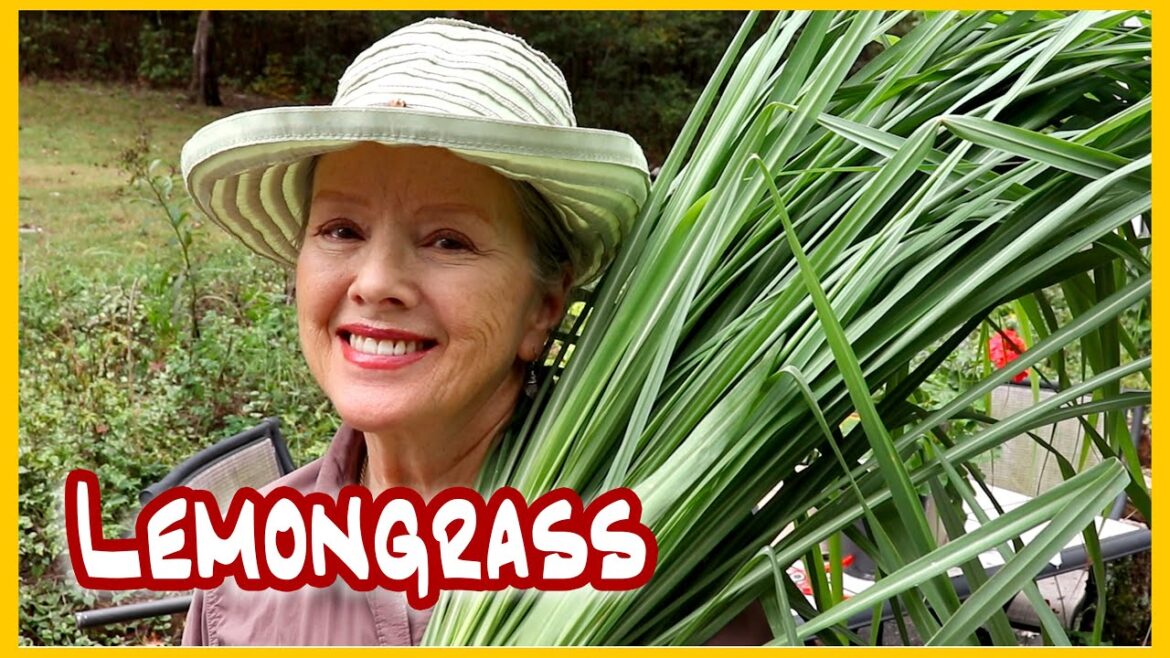 LEMONGRASS Harvest for Drying + Cranberry Hibiscus DEEP Pruning! (getting ready for winter!)
