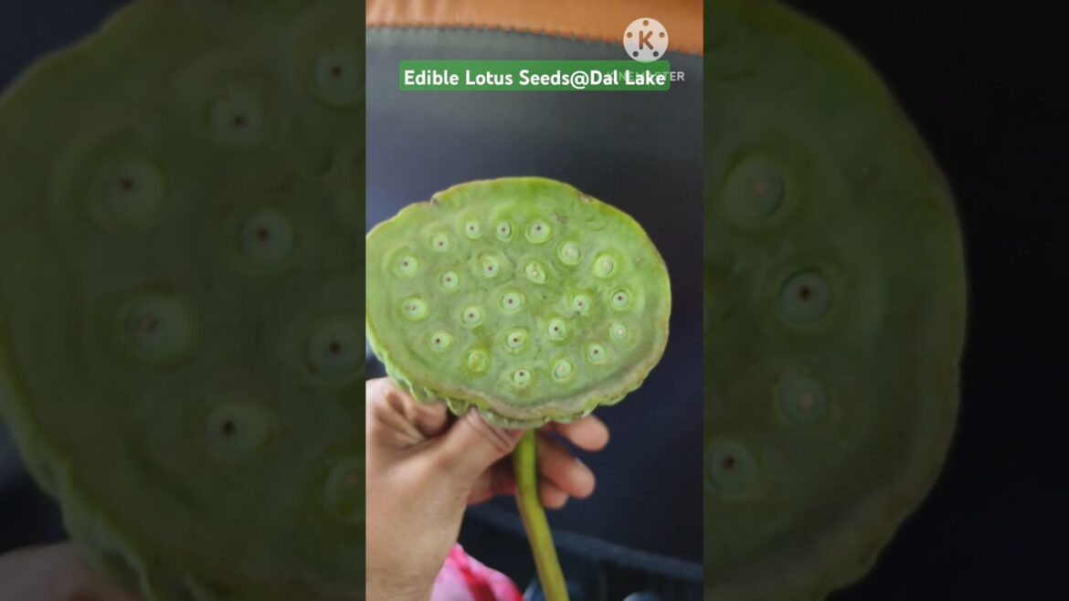 Edible Lotus Seeds @Dal Lake #srinagar #kashmir #lotusseeds #food #ytshorts #shorts