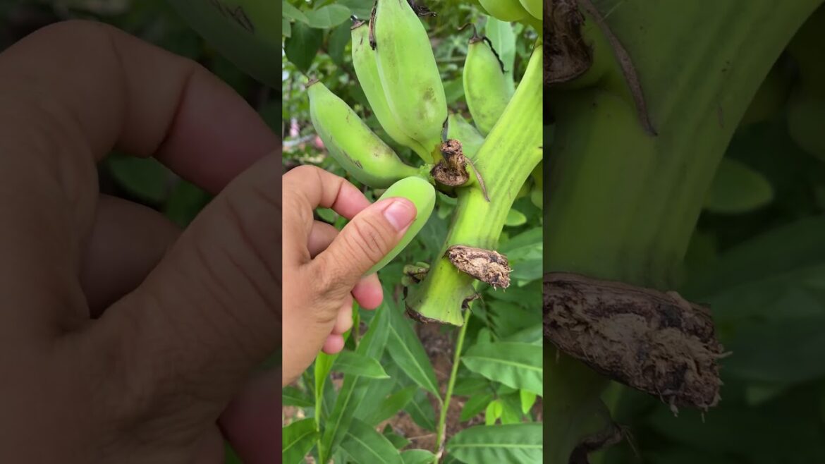 Daily life gardener by meimei / tips for growing/ enjoy with organic vegetable #shorts #gardening