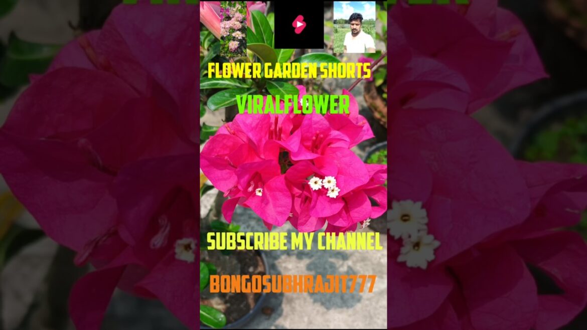Bougain Villea Glabra Flower Shorts #ViralFlower #ViralShorts #Red Flower Garden #Flower#Gardening🌸🌸
