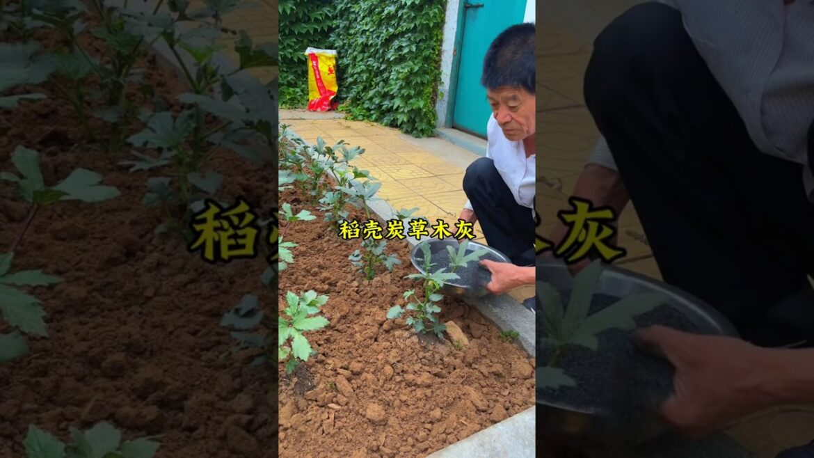 If you don't want to infest your own vegetables with insects, use rice husk charcoal and wood ash.