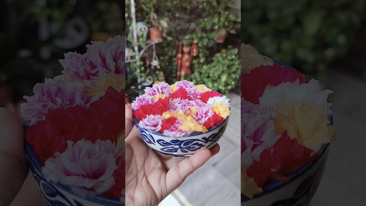 Partulaca blooming in water #gardening