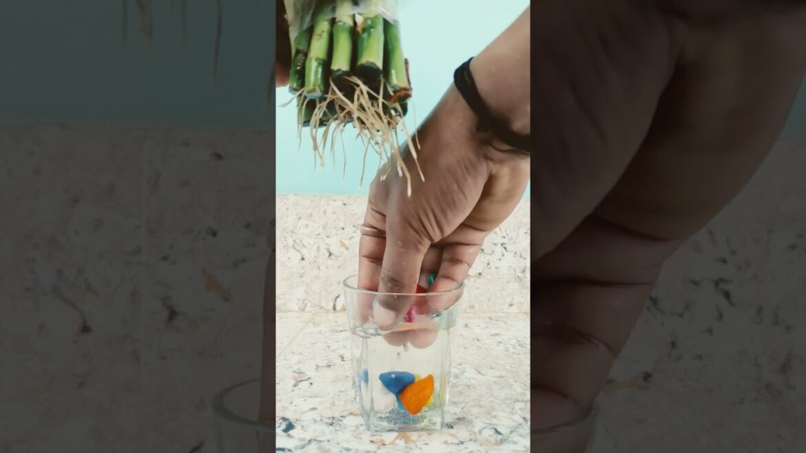 Lucky bamboo diy glass pot #gardening #viralshorts #indoorplants