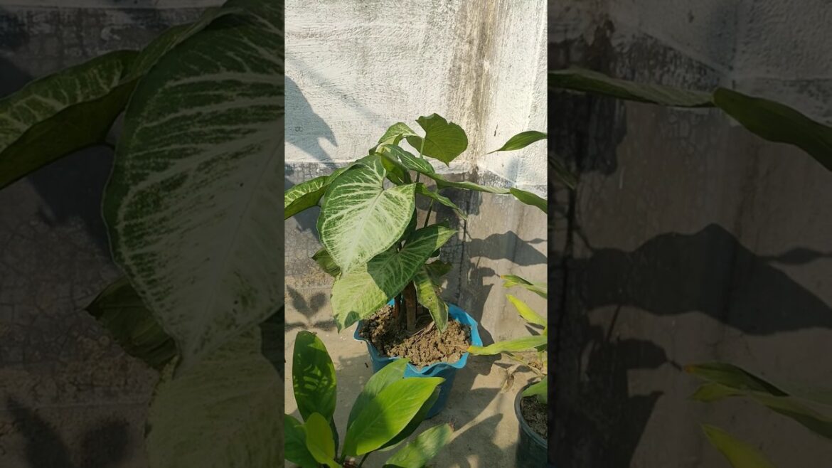 Plant picture Plant picture