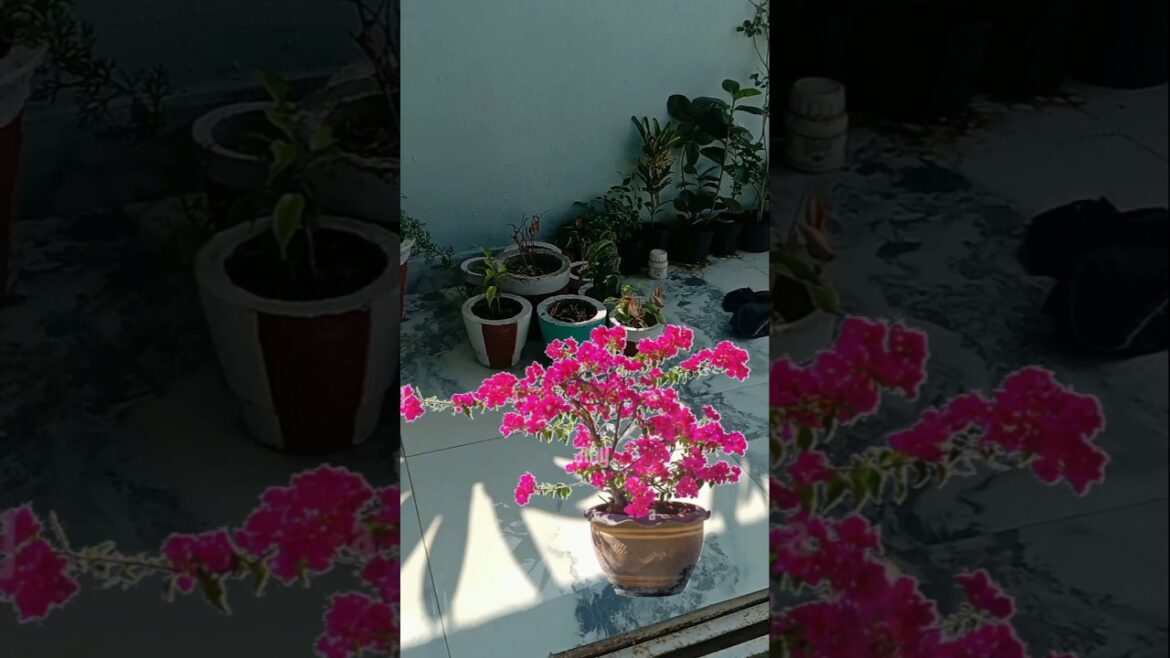 Boganvellia cutting update👌 #plants #indoorgarden #plantscutting #flowers #garden #gardening #shorts Boganvellia cutting update👌 #plants #indoorgarden #plantscutting #flowers #garden #gardening #shorts