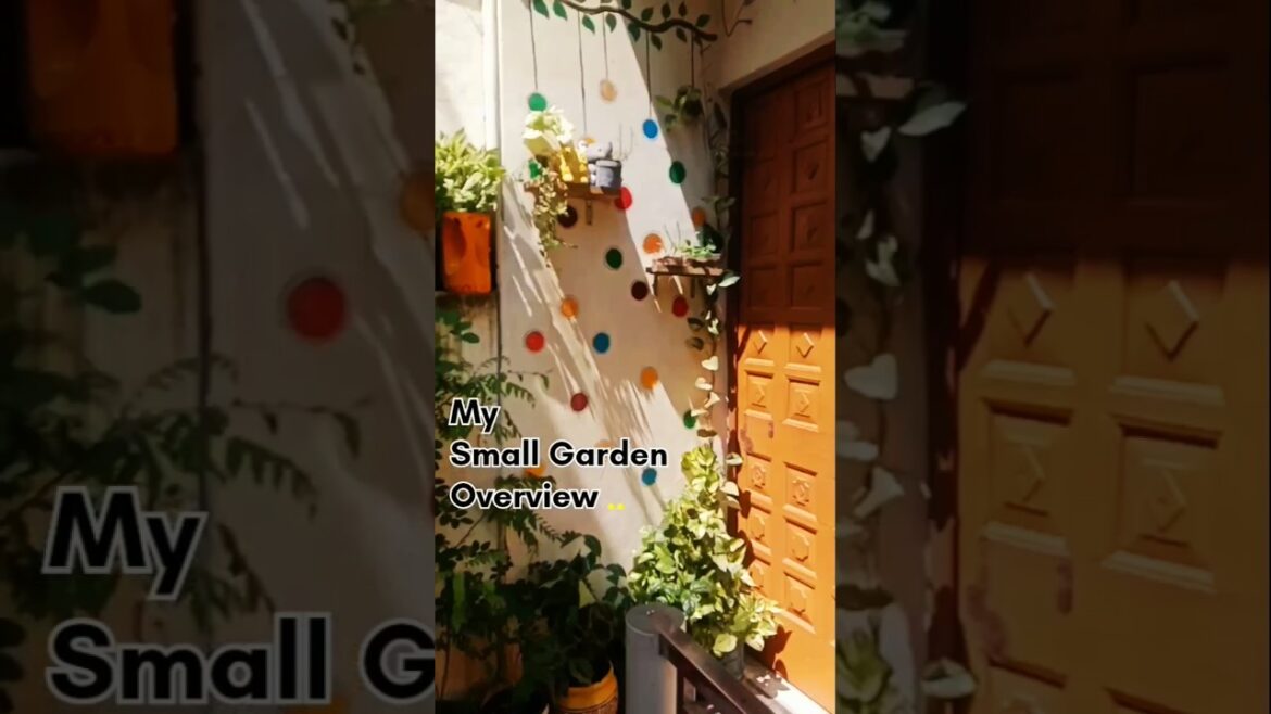 Overview Of My Home Garden||Small Space Gardening #plants #gardening #shorts