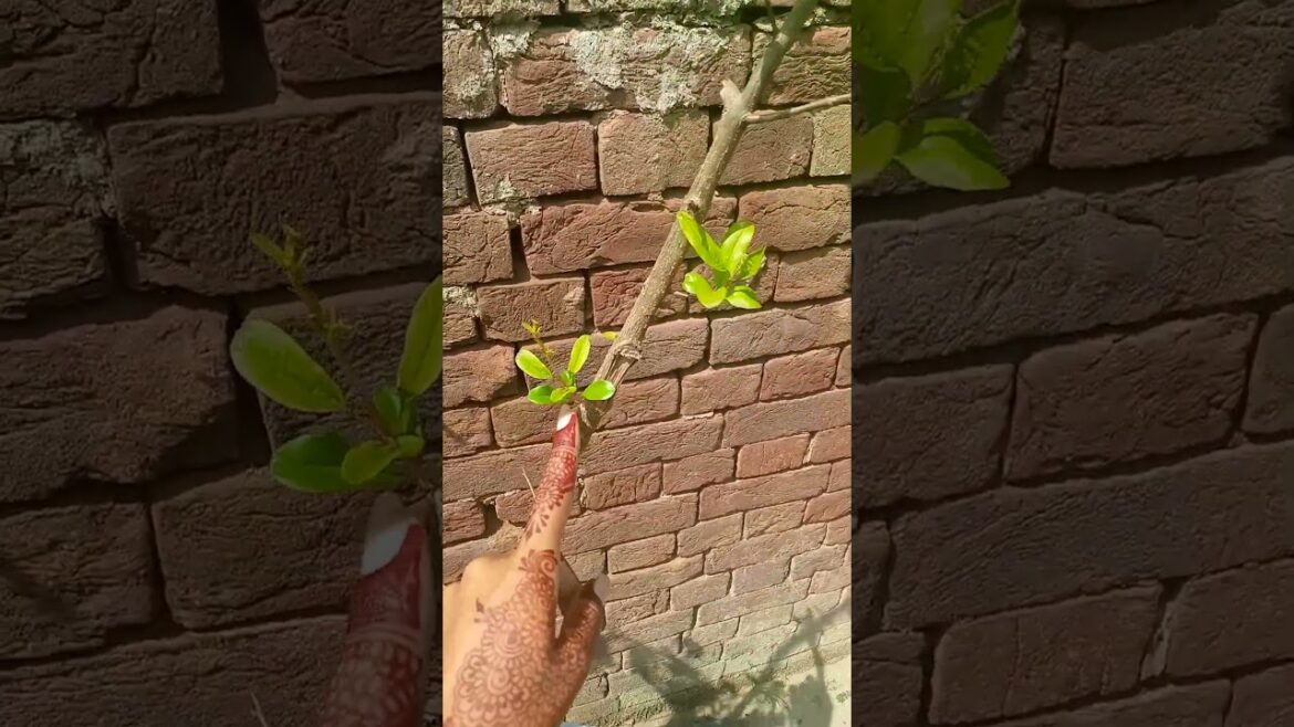 New update ❤️ #music #song #hindisong #shortvideo #garden #ideaingarden #gardendesign #bollywood New update ❤️ #music #song #hindisong #shortvideo #garden #ideaingarden #gardendesign #bollywood