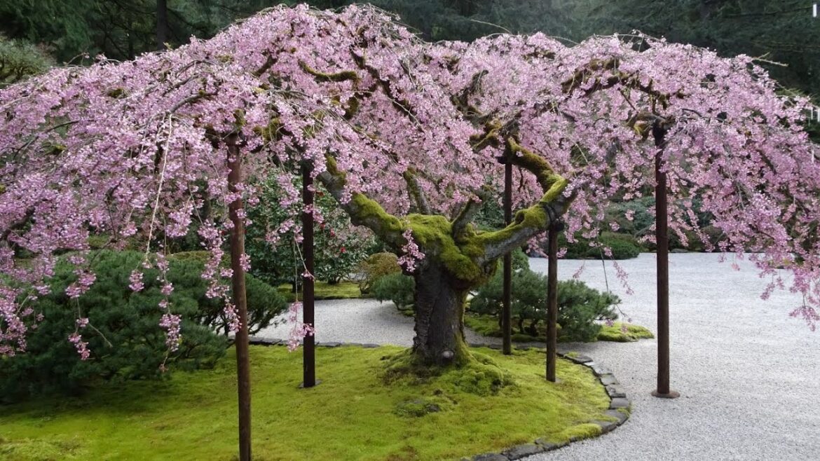 Garden-Lou Journeys-Portland Japanese Garden