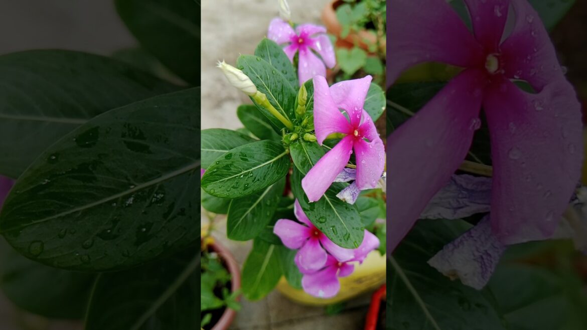 How to grow vinca plant #caretips #shorts#gardening #growingtips How to grow vinca plant #caretips #shorts#gardening #growingtips