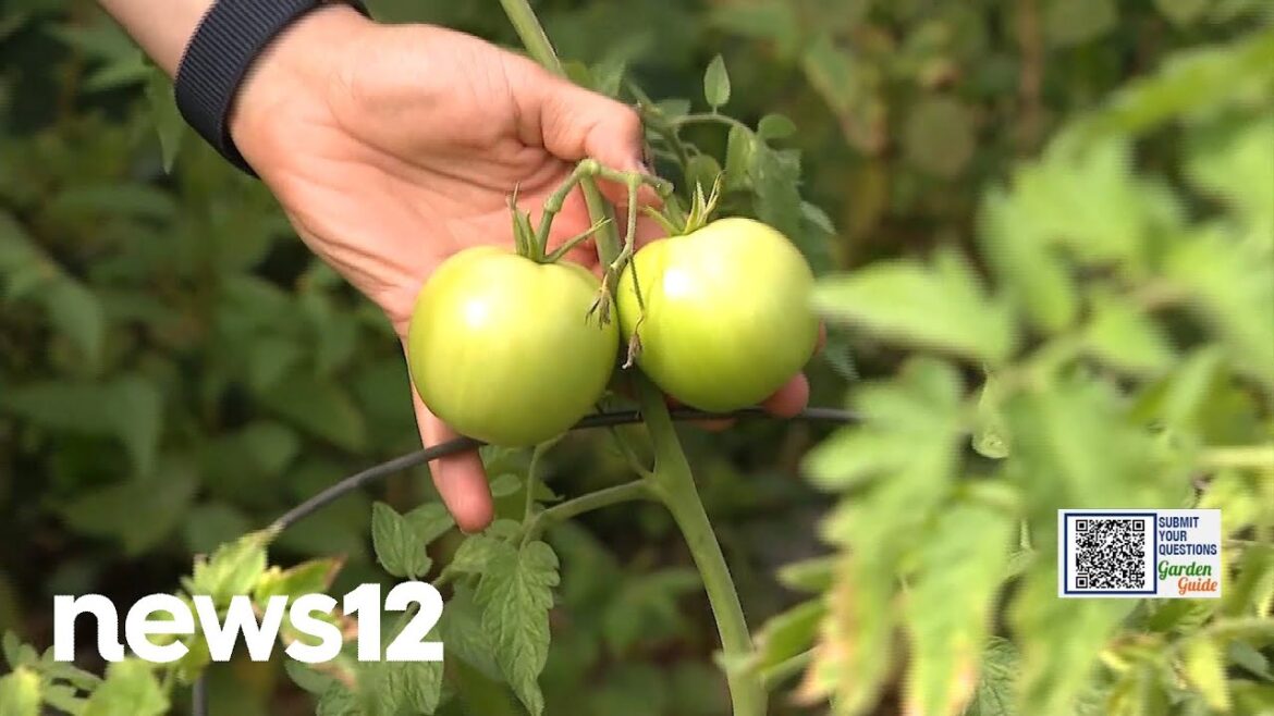 Garden Guide: Do this ONE thing to get tomatoes in cooler weather | News 12
