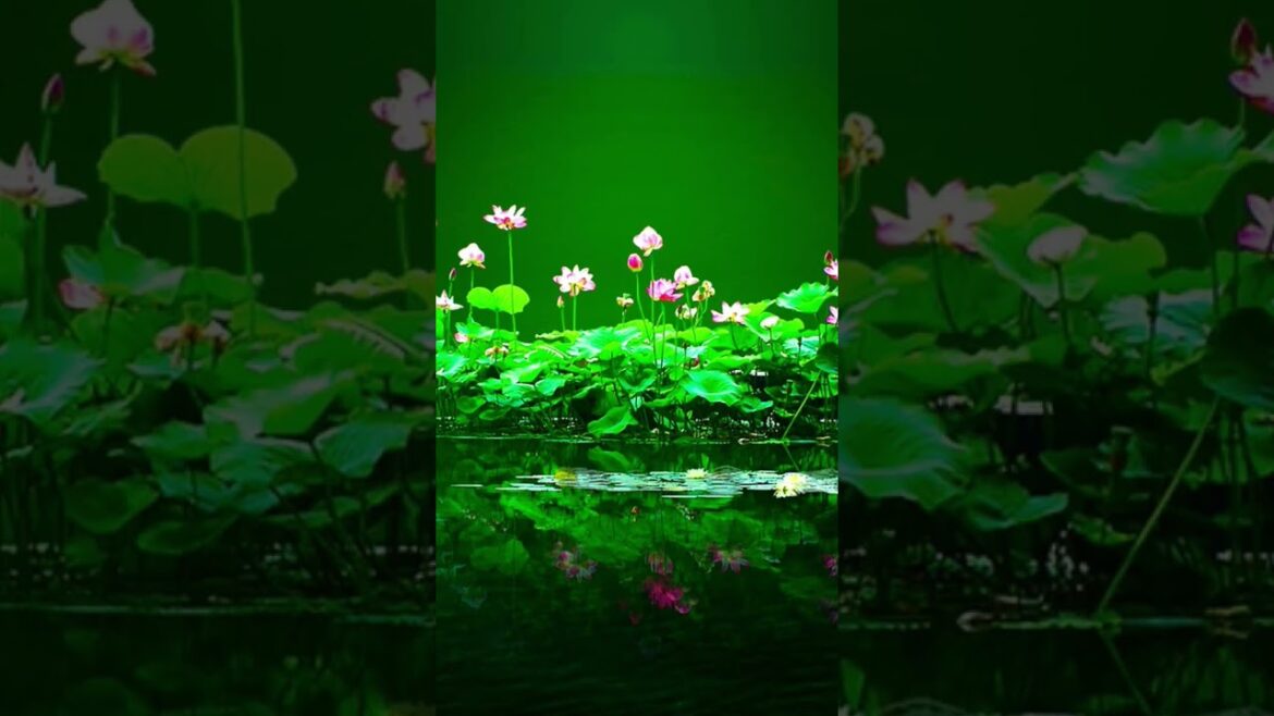 Lotus  #lotus#viral#trending#trending video#garden tips#garden hacks#tricks#beauty