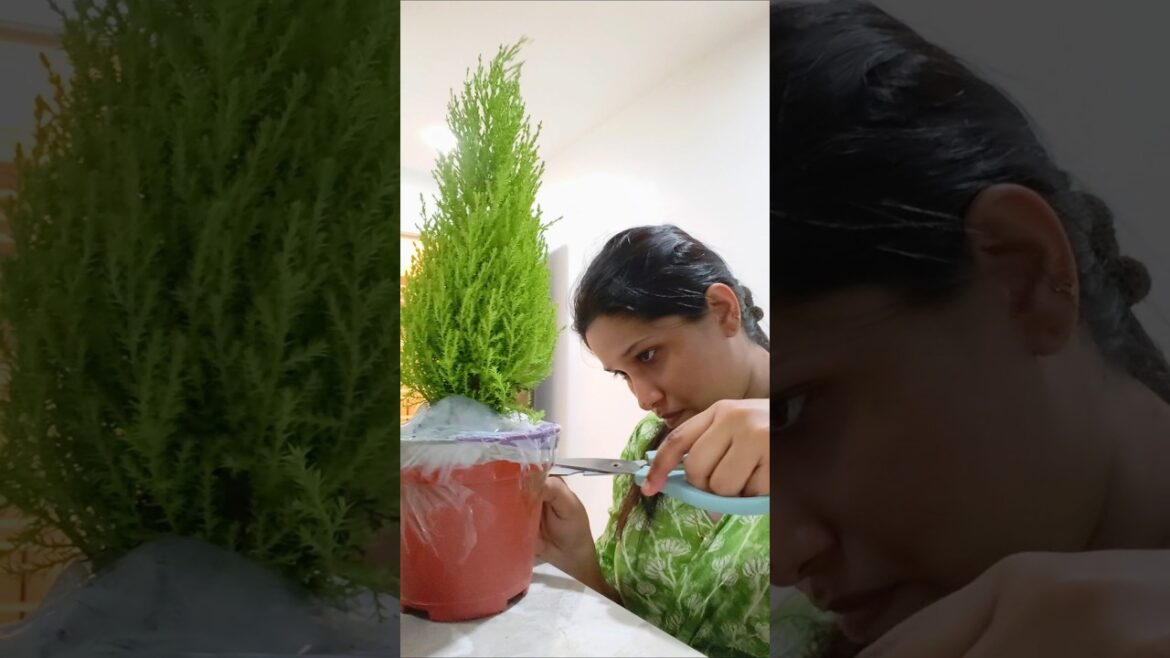 ഇനി ഇല്ല, എയ്തോടെ നിർത്തി #plants #indoorplants ഇനി ഇല്ല, എയ്തോടെ നിർത്തി #plants #indoorplants
