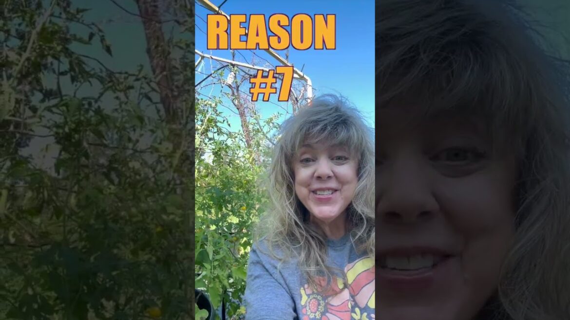 THE Tomato Plant to GROW NOW 🍅 10 Reasons #short #gardening #tomatoes