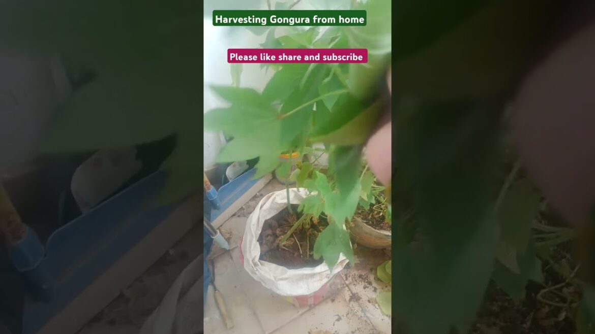 Plucking #from #Home #gongura edible leaves# shorts