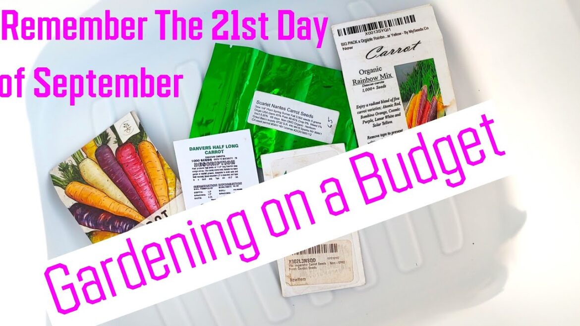 Container Carrot Challenge. 🥕. Grow carrots at home in #containers #gardening #fallgarden