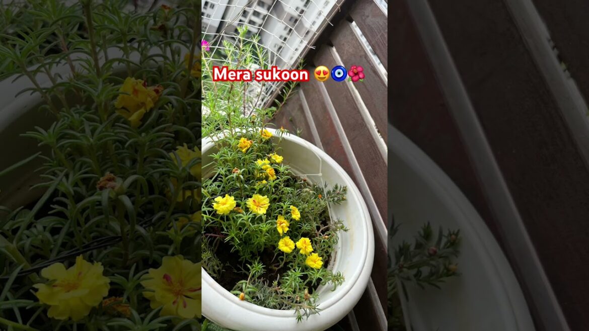 Balcony garden ❤️ #nature #naturelovers #trending #shorts #youtubeshorts #trendingshorts #yt #love