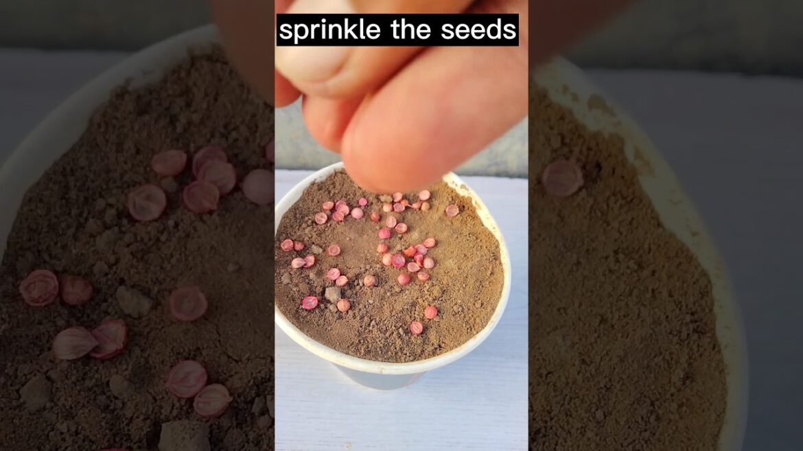 let's grow the coriander/ चलो धनिया उगाएँ #garden #shorts #vegetables