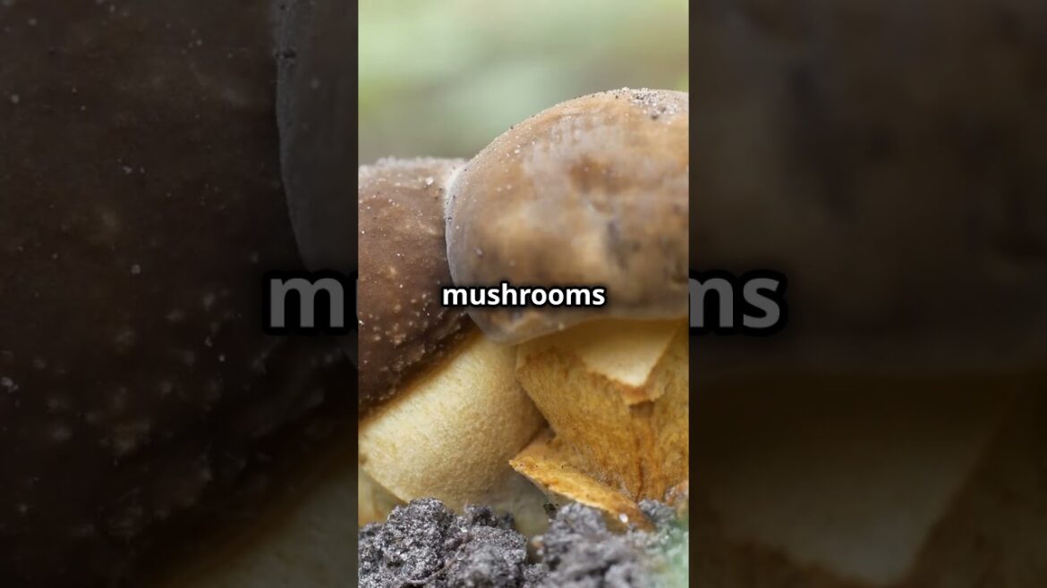 How to Grow Mushrooms in a Bucket (Easy DIY Guide)