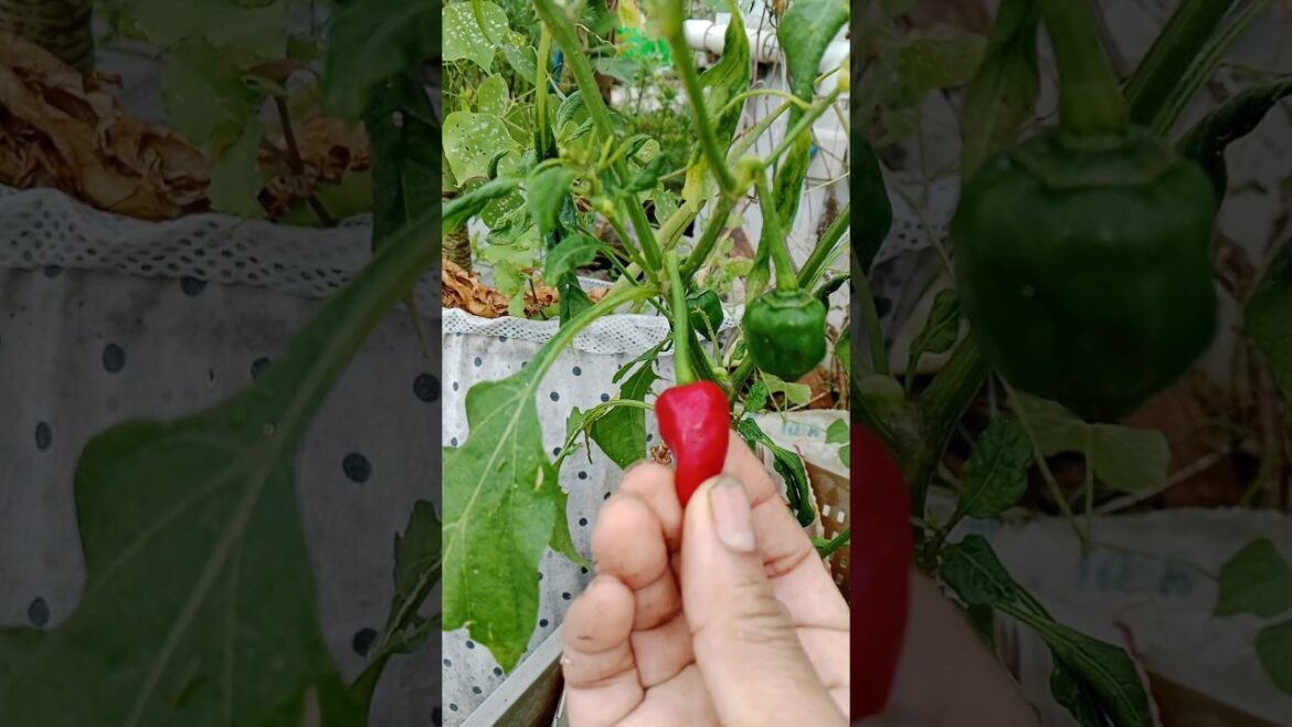 मिरची का पौधा#shortsfeed #gardening #chili #organic #viralshort